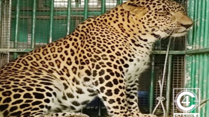 leopard-that-mauled-girl-in-valparai-caught-by-tn-forest-dept